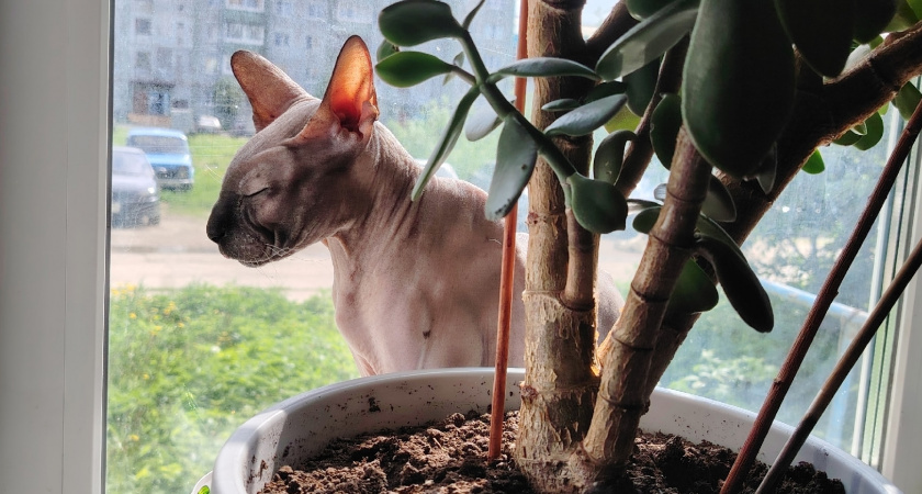    Домашние вампиры: 6 вещей в квартире, которые крадут ваше здоровье день за днем