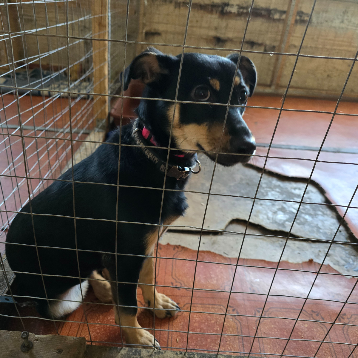 Взгляд через прутья - просьба о понимании