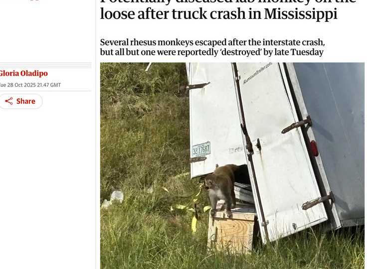 В США продолжаются поиски трех сбежавших опасных лабораторных обезьян