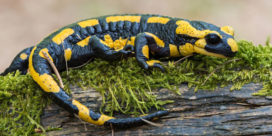 Огненная саламандра: правда и мифы. Существует ли ящерица, которая не боится огня