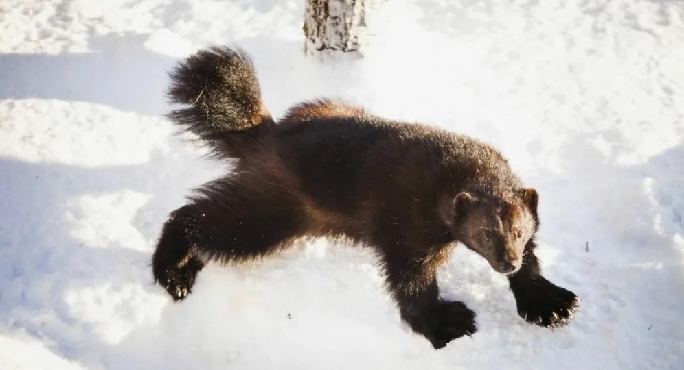 Как росомаха, весящая всего 15 кг, загоняет лося