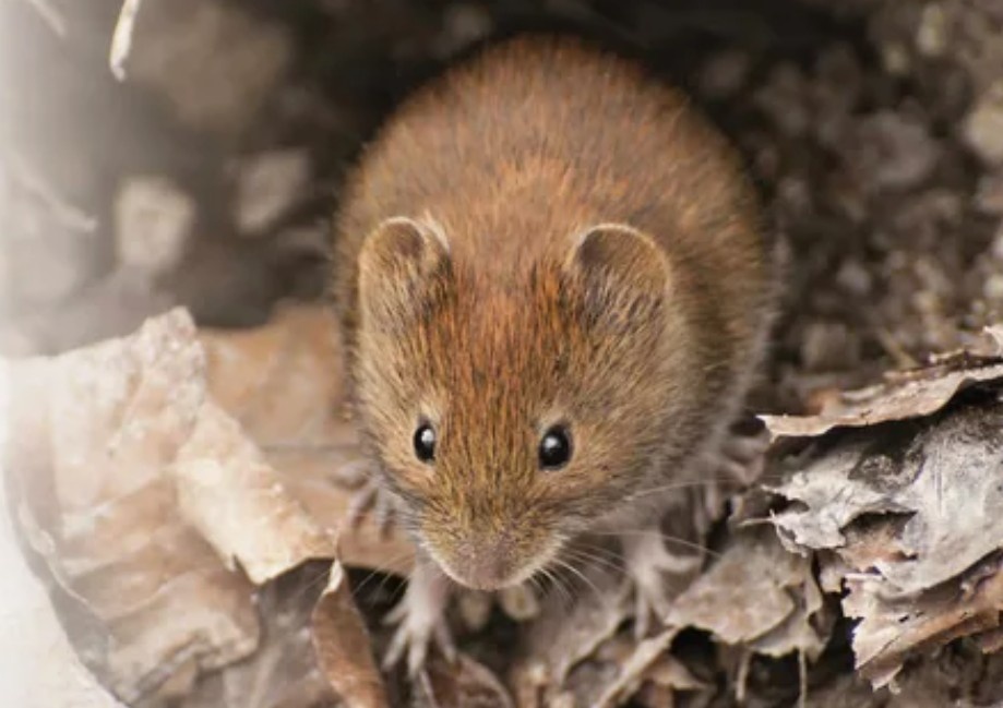 Фото: Рыжая полевка