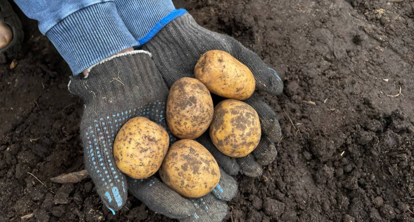    4 худших сорта картофеля: не советую тратить на них время и силы - пресные, «картонные» и невкусные