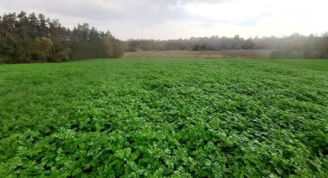 Вот почему сидераты осенью не перекапывают: агрономы советуют - 3 причины, когда перекопка - медвежья услуга. И когда их лучше перекопать