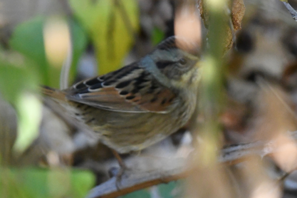 Первый лайфер в октябре, о котором я уже написала в рубрике «птица дня», болотная овсянка. Я ее сначала услышала, затем определила, что это новый для меня вид птицы с помощью Merlin Bird ID, и только затем начала пристальнее всматриваться в кусты и пытаться ее сфотографировать.