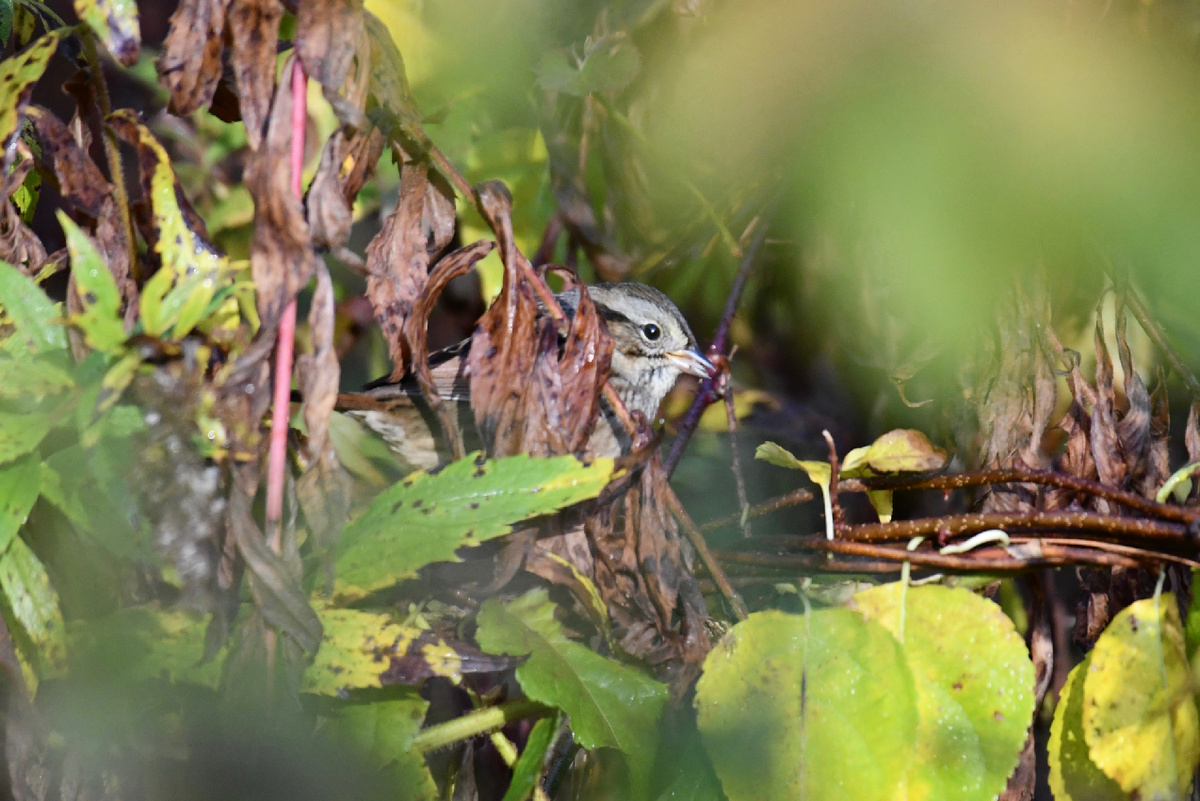 В конце месяца удалось сфотографировать ее чуть более четко.