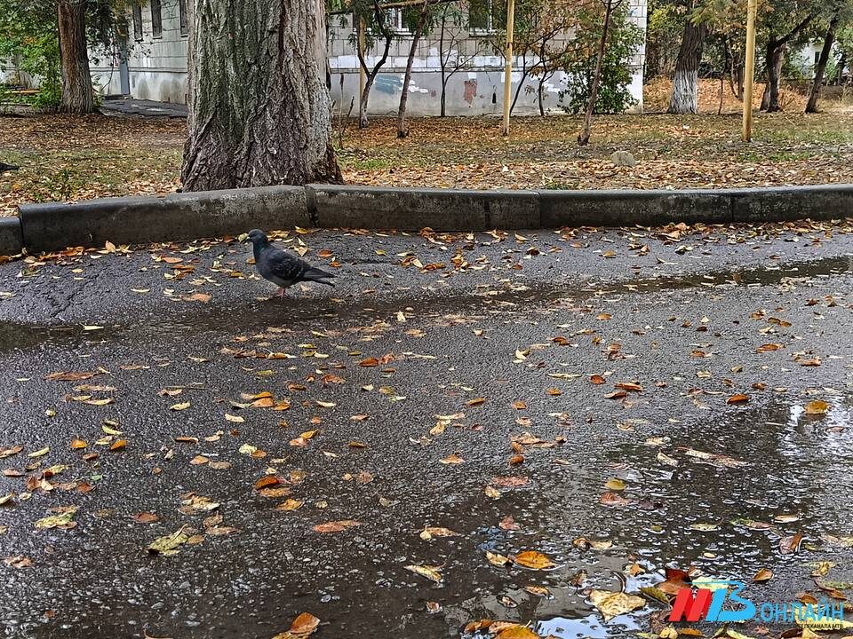    Фото: МТВ.ОНЛАЙН / Елизавета Денисова