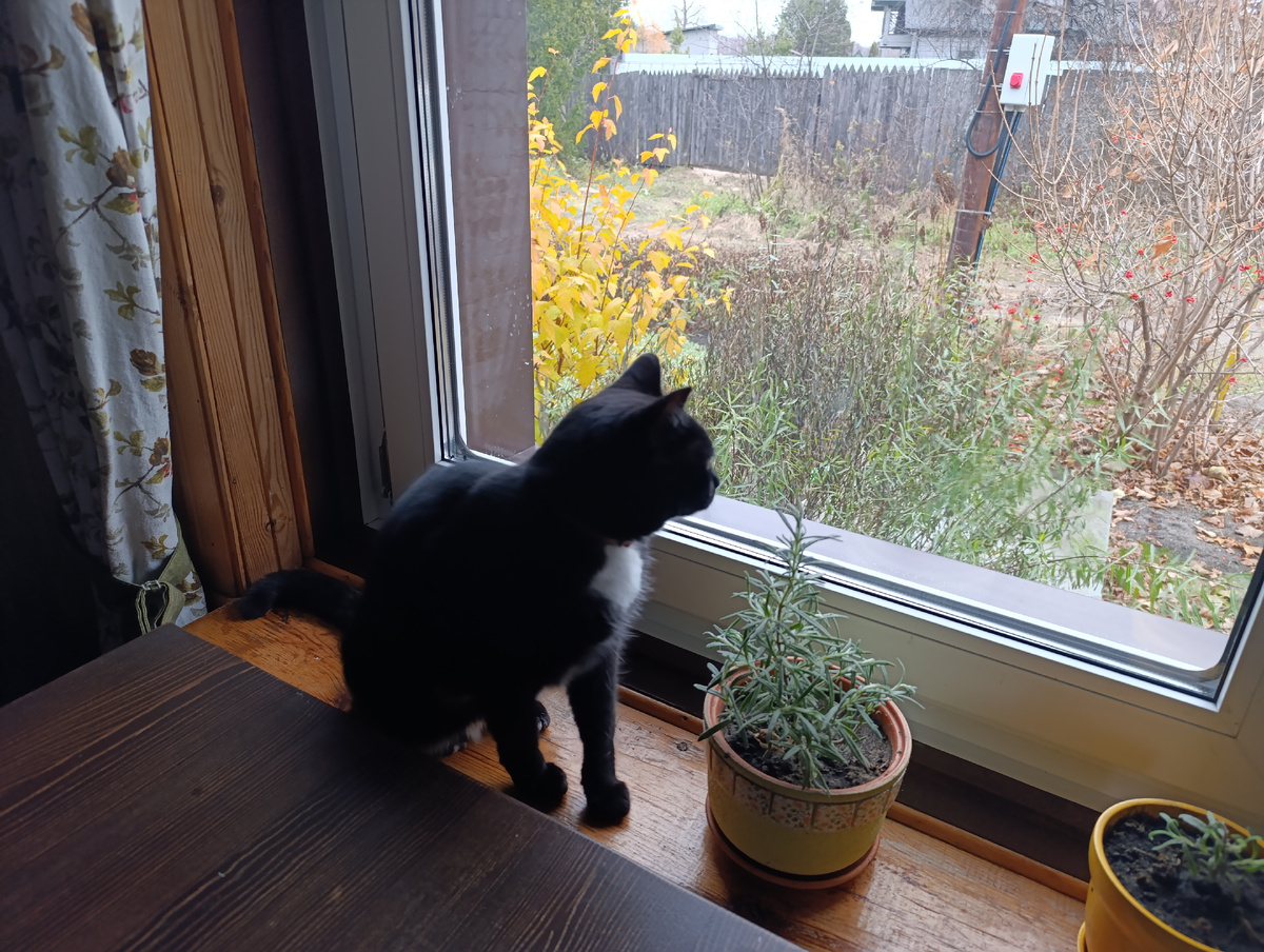 Кот на своём любимом месте: и в окно посмотреть, и поспать - внизу батарея