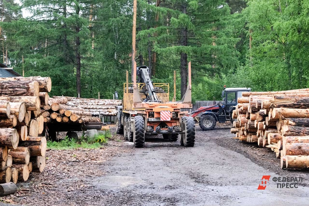 Вырубка ценных пород деревьев велась на территории 22 лесных участков Ирбейского района края.  Фото: ФедералПресс / Полина Зиновьева