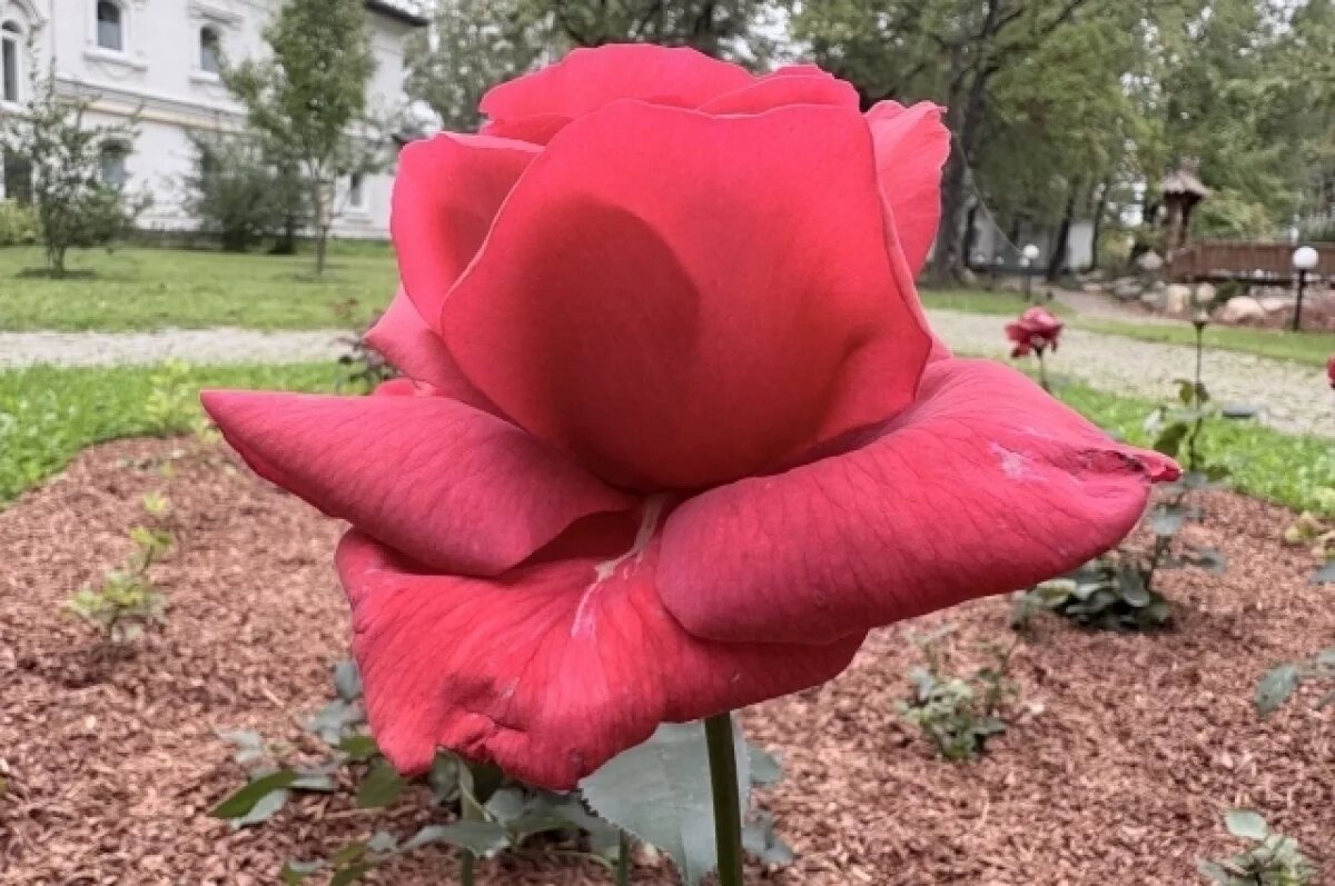    В Орске суд вынес приговор мужчине, который похитил 101 розу из цветочного павильона.