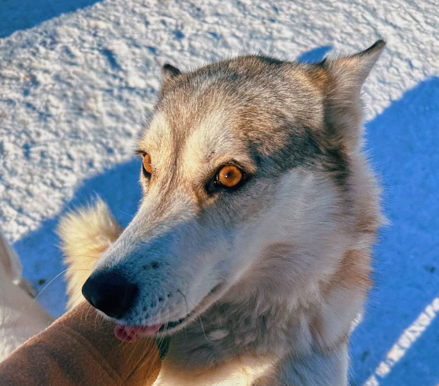 Это я с утра, когда увидела предупреждение от Дзена. Фото автора.