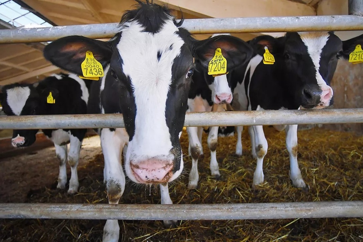    Фото: Евгений Одиноков, источник: РИА Новости