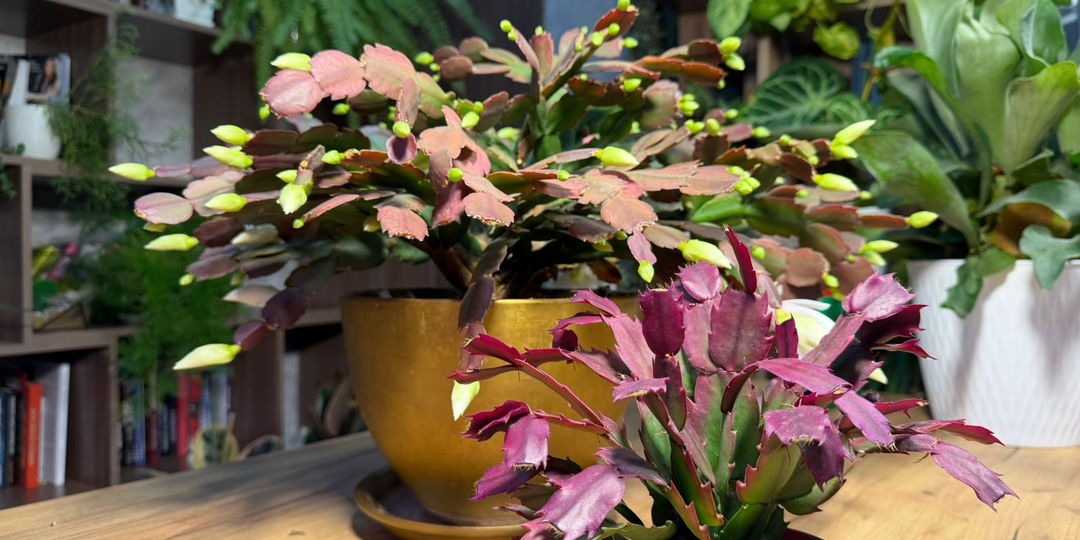 2 декабриста удивили: один цветёт пышной шапкой вопреки правилам, а второй - наоборот, ни одного бутона