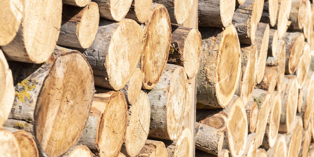 В Красноярском крае суд ждет «черных» лесорубов, спиливших лес на 116 млн рублей