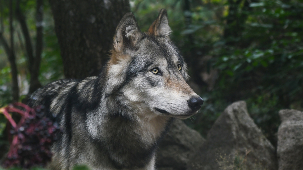 Взять собаку? Или, может волка? Это говорят эмоции. Но если ты не знаешь, зачем берешь, то не справишься точно. Фото Christel SAGNIEZ/Pixabay