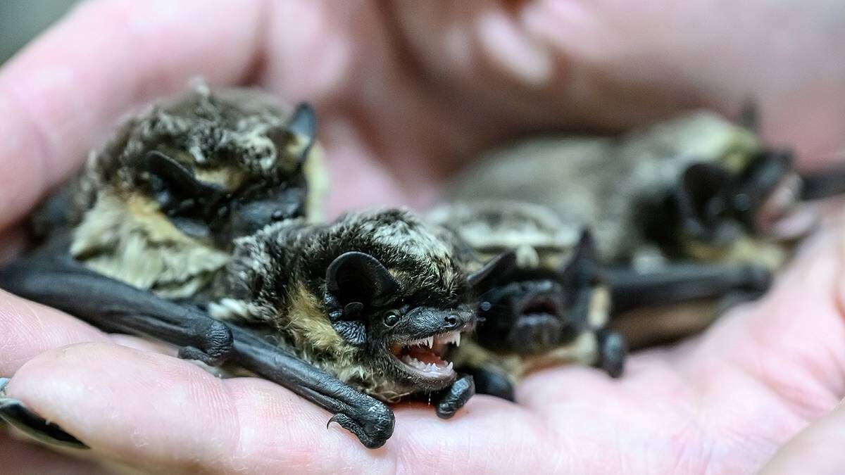    Фото: Дмитрий Дубинский / Вечерняя Москва