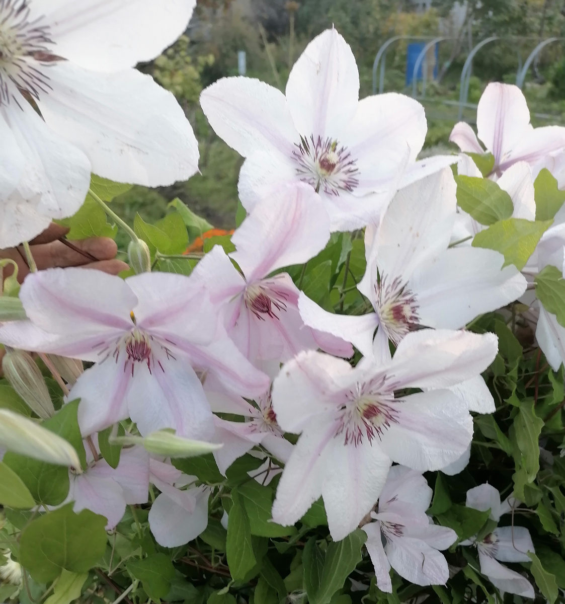 Клематис цвел до самого октября