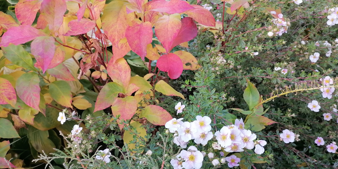 30 октября. Немного вернусь назад, как я провела месяц дома