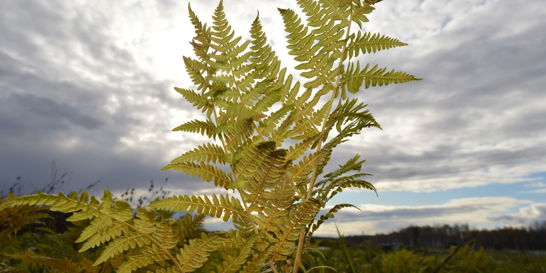 Все вы, женщины, одинаковы