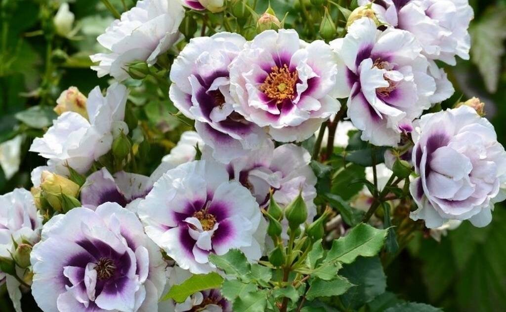 Листайте галерею вправо. Айс Фо Ю, фото автора