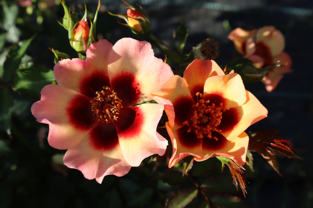 Листайте галерею вправо. Пастэль Бэбилон Айс, фото автора