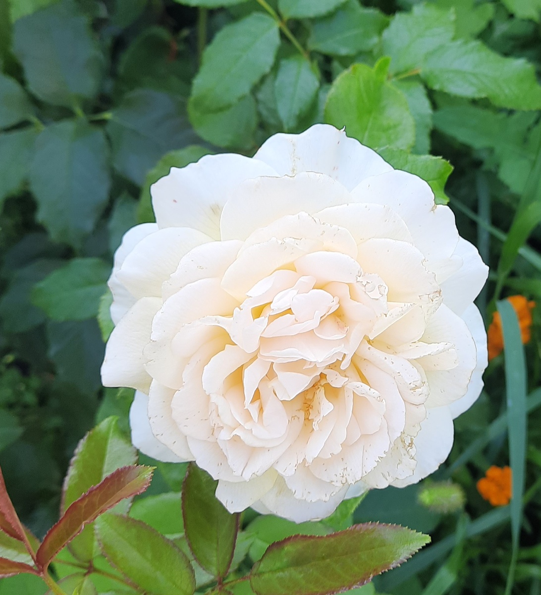 Чандос Бьюти