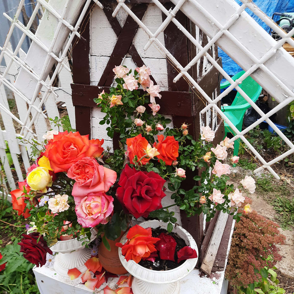 Мои розы))  маленькая часть)))