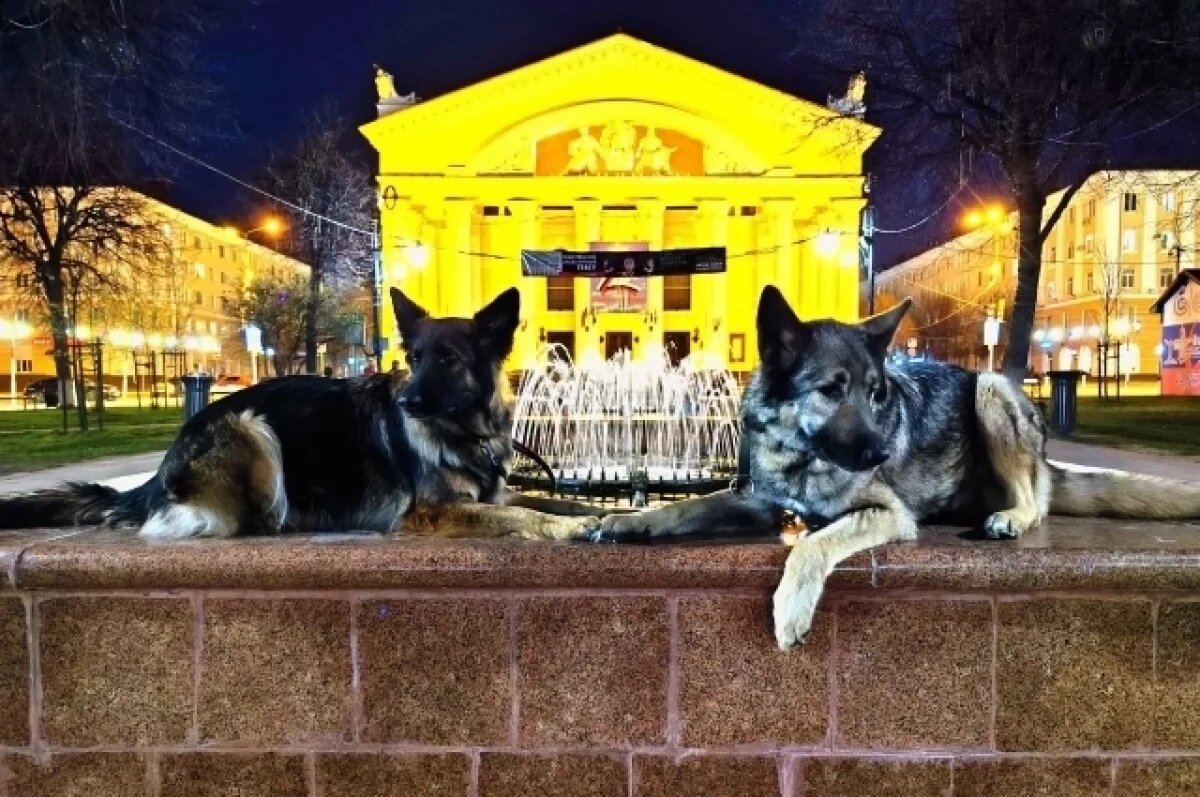    Бездействие властей Калуги в отношении бродячих собак привело к жертвам