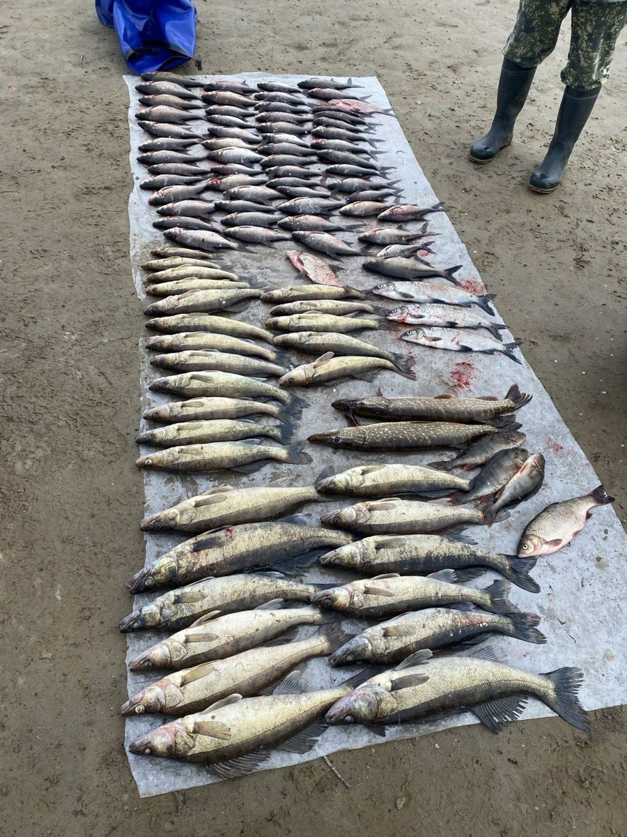    Мужчина в Карелии наловил рыбы на 138 тысяч рублей© Северо-Западное ТУ Росрыболовства / VK