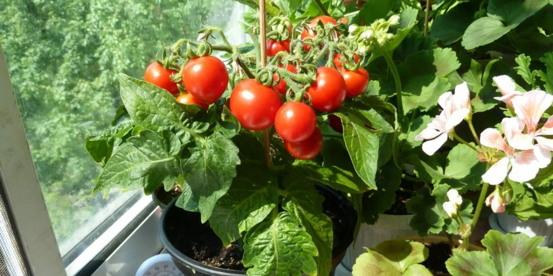 Сею в ноябре, а к 8 марта едим сочные томаты прямо с окна. Инструкция по выращиваю + лучшие сорта