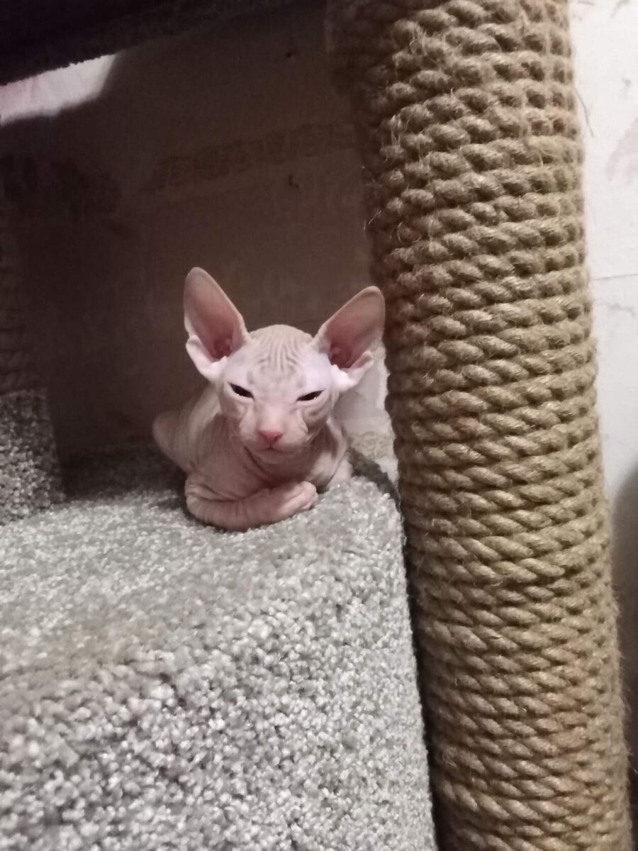 Мальчик Донской сфинкс, лысый ,цвет розовый