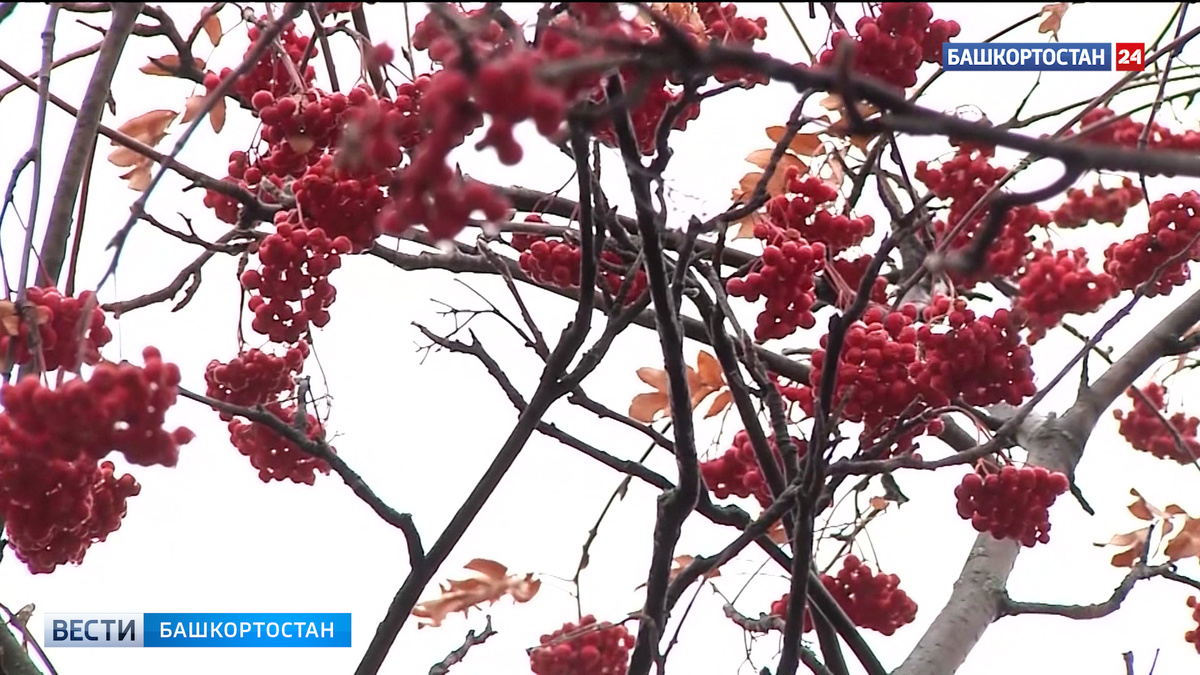    Дожди, туман и +9: прогноз погоды на 30 октября в Башкирии