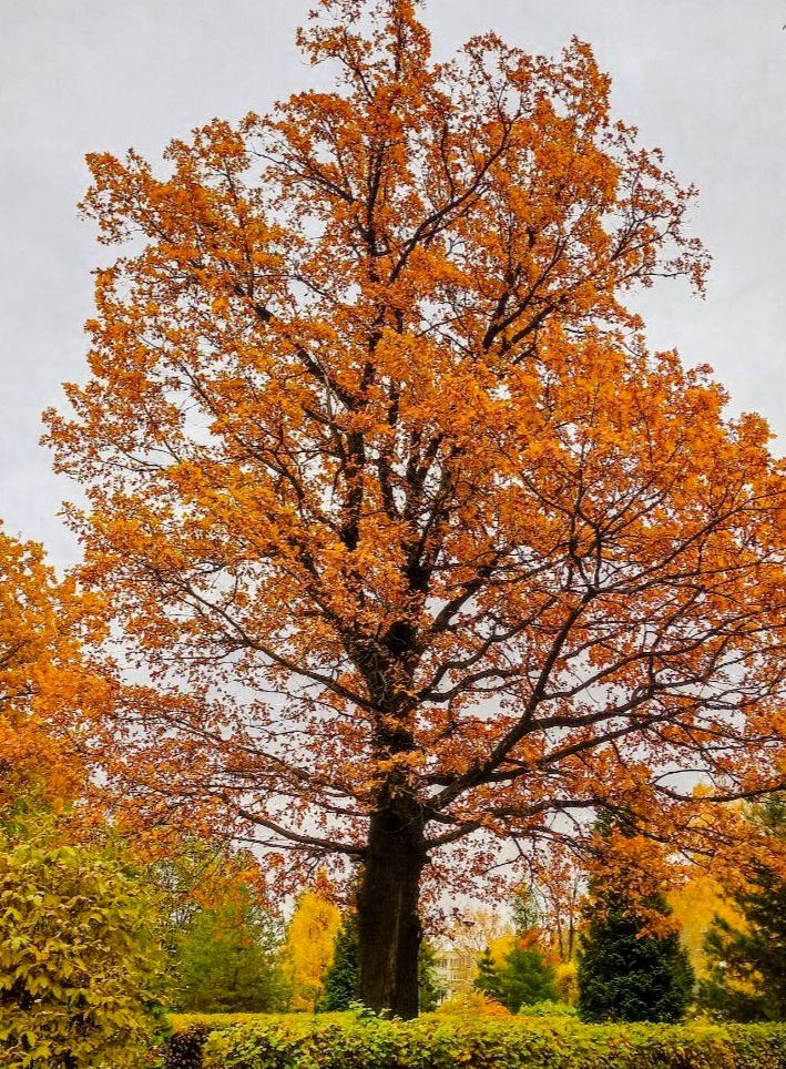Ярославская осень. Фото из открытых источников