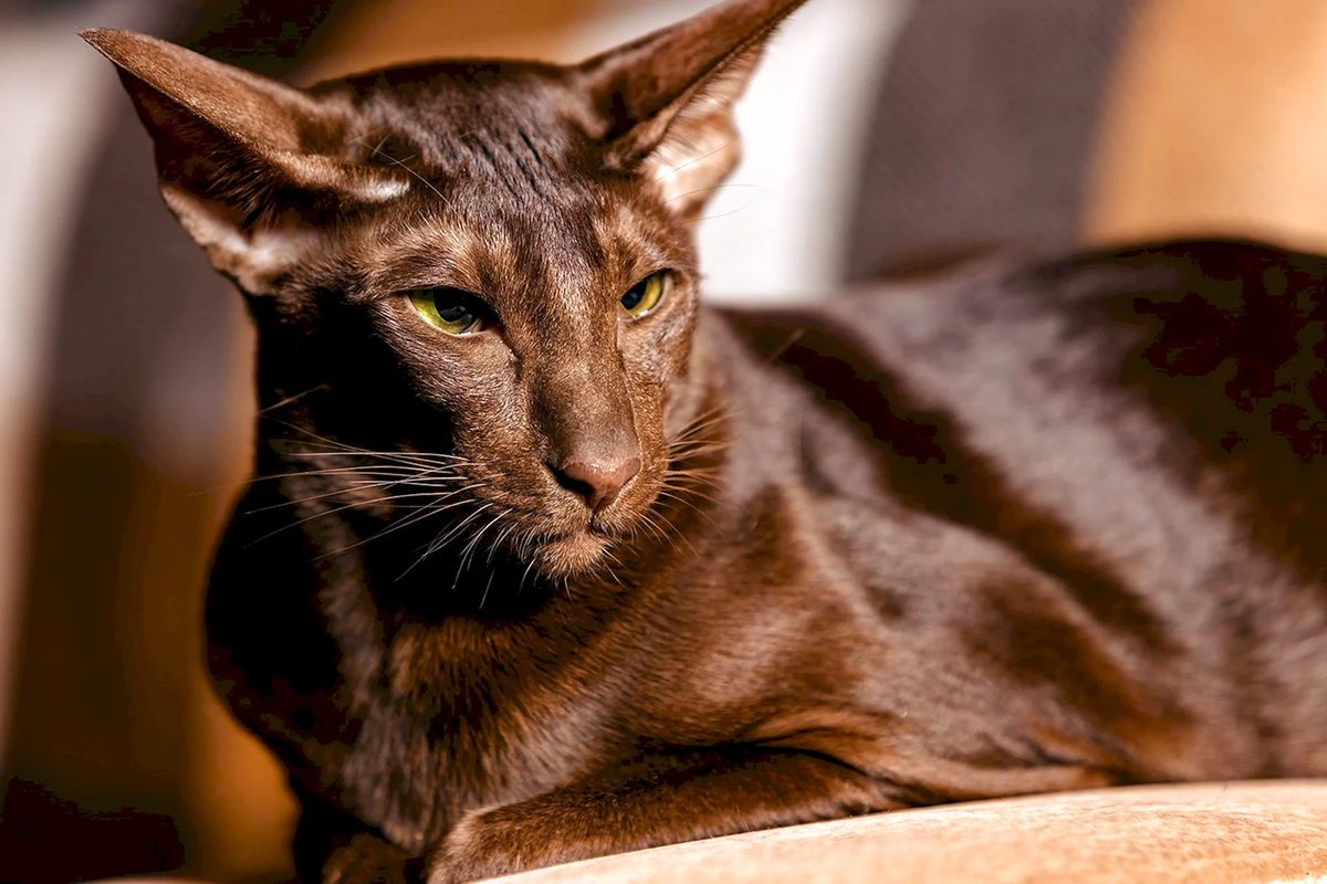 Современная ориентальная кошка является результатом тщательной селекции, но при этом она сохранила таинственность и благородство своих древних предков.