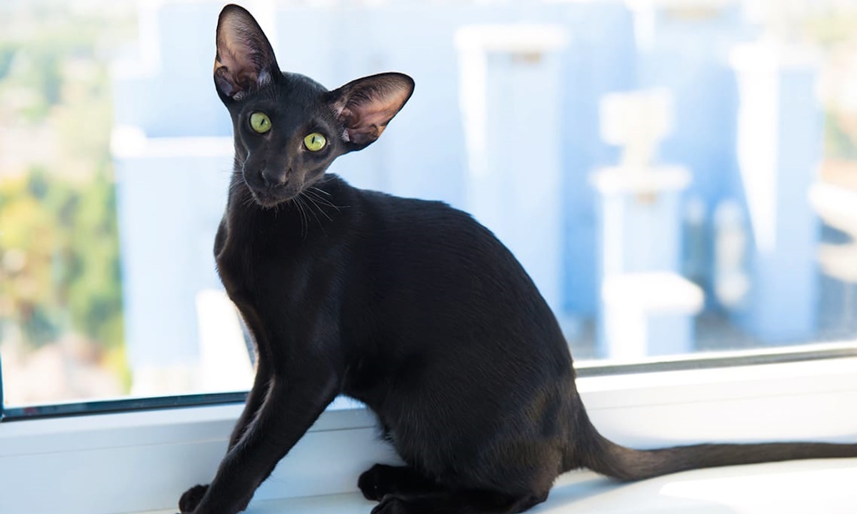 Ориентальная кошка — порода с экзотической внешностью и уникальным характером.