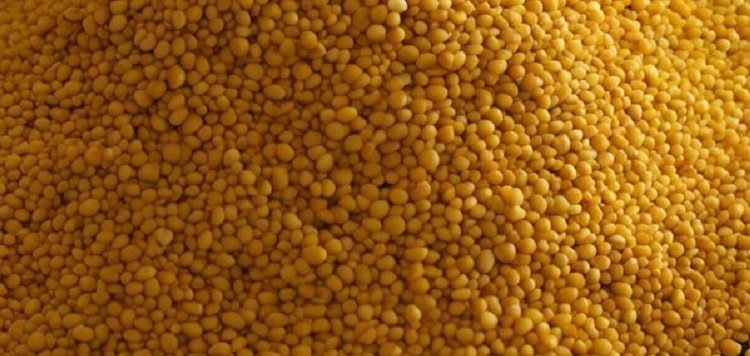    Фото: Медведева Анна, AgroXXI.ru