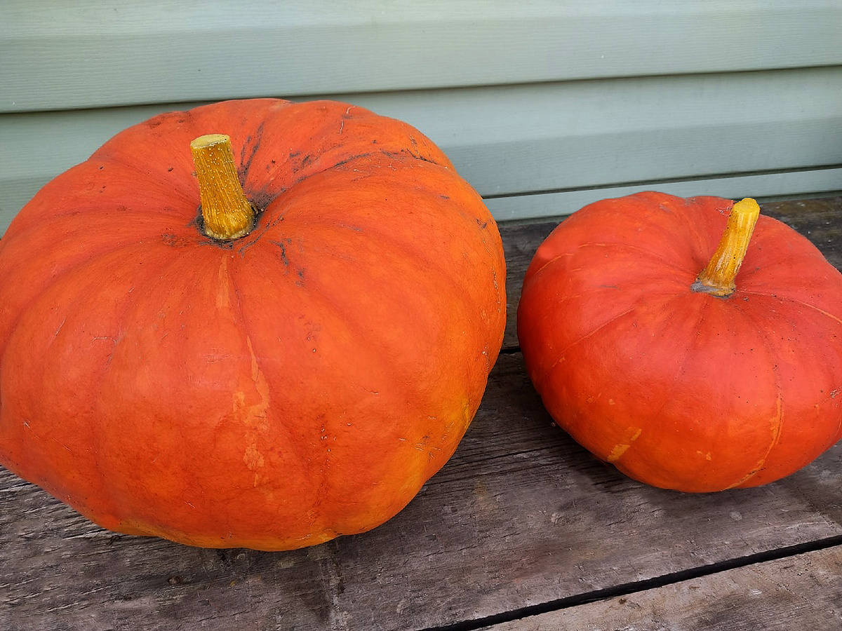 тыквы сорта "Парижская"