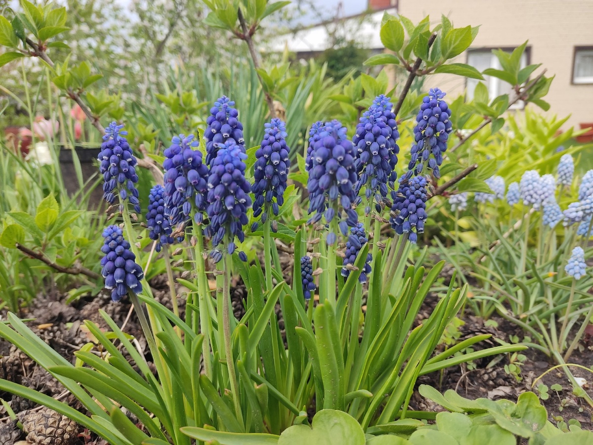 Мускари Joyce Spirit