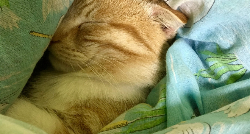    Как кошки решают, с кем из хозяев им спать - вот что влияет на выбор