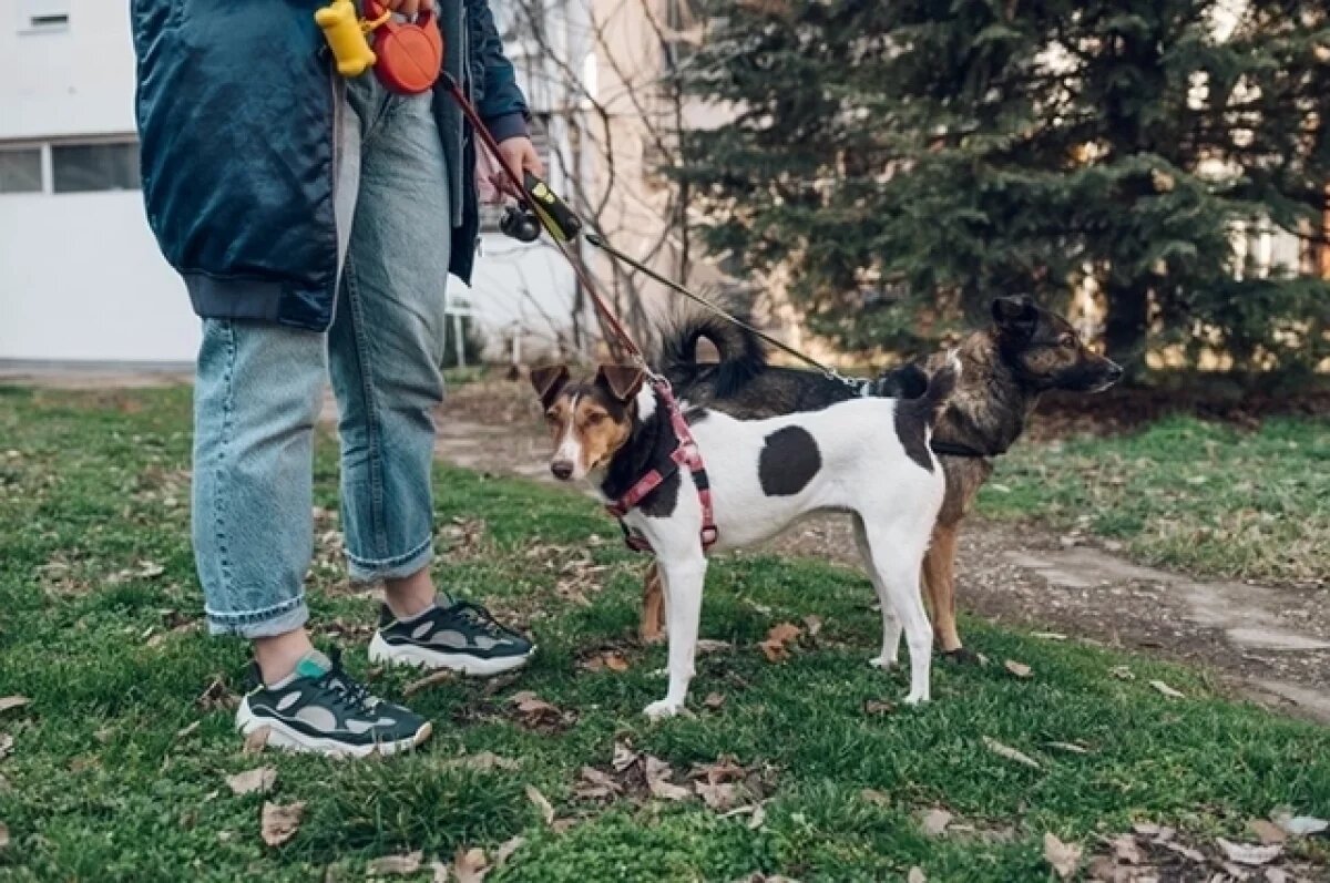    Кузбассовцы рискуют получить штрафы 5 тыс. руб. за неправильный выгул собак