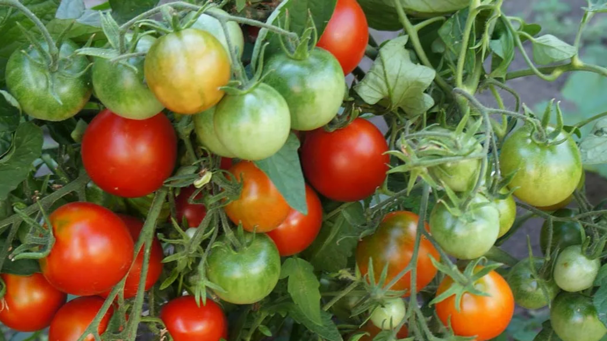 Суперранний 42