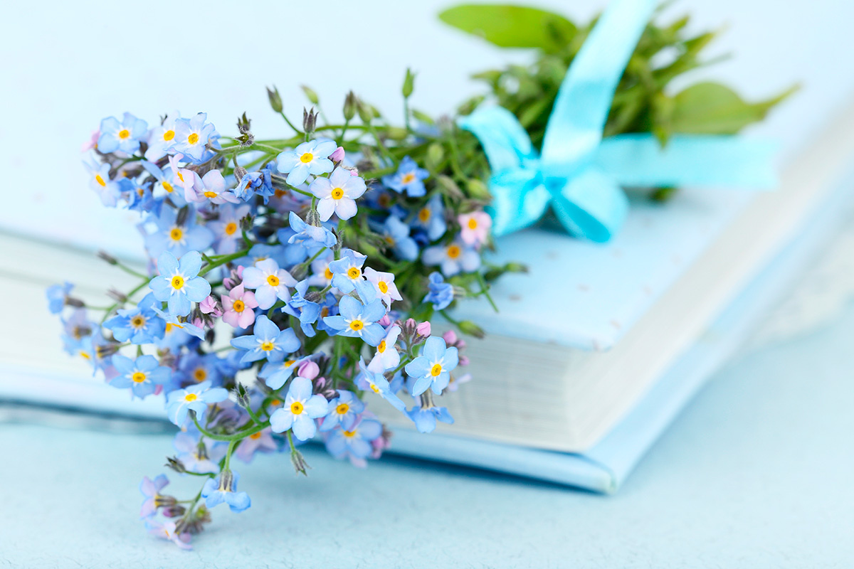 Africa Studio / Shutterstock / FOTODOM📷Незабудка — символ Дня матери в России