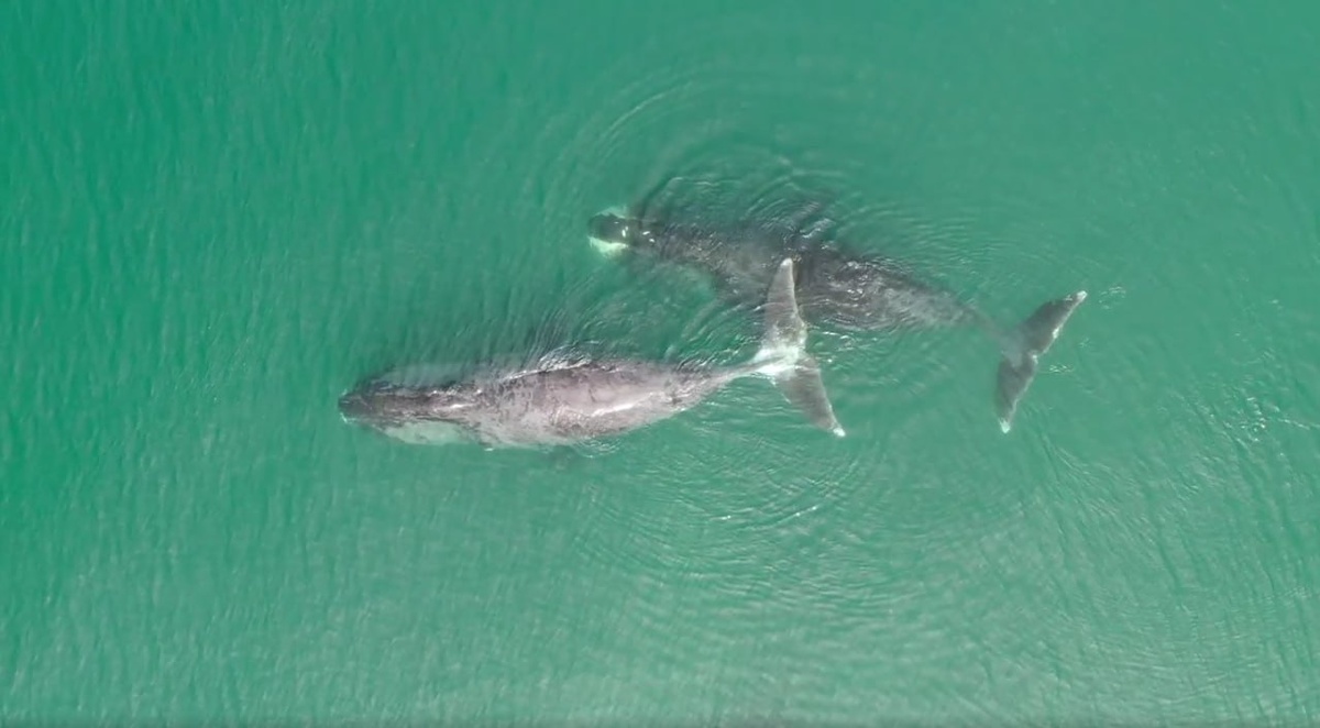 Киты, съемка с дрона