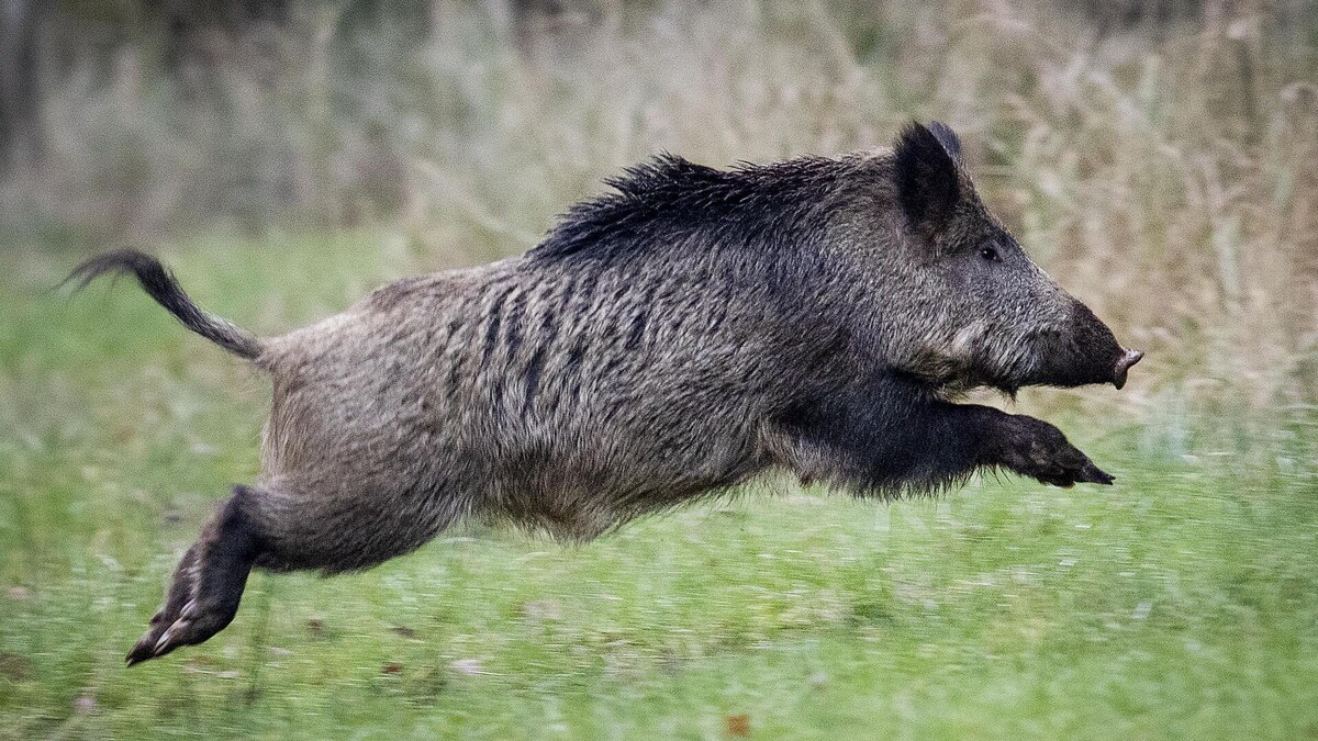 Фото с сайта: https://ria.ru/20231209/koty-1914835239.html