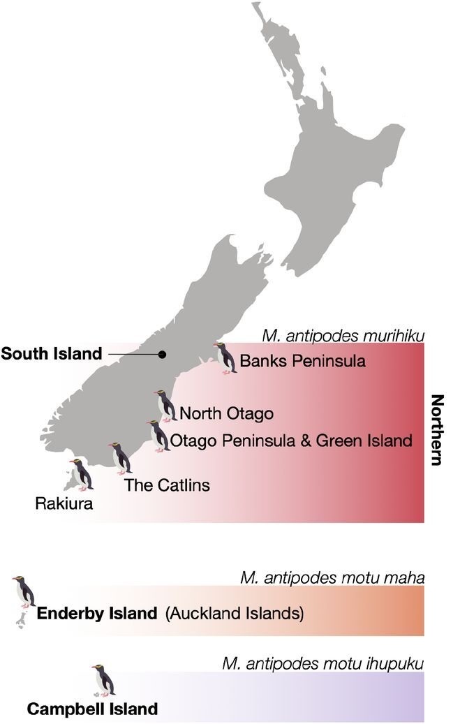   Joseph Guhlin et al. / bioRxiv, 2025
