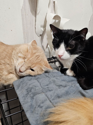 Одноглазики