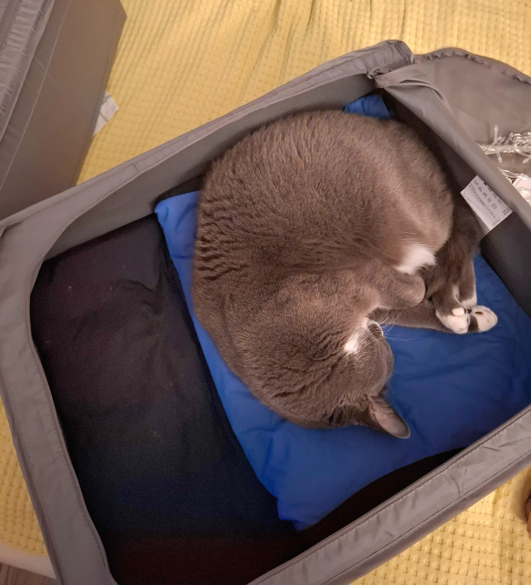 Нам всё  равно где спать, хоть на лежанке, хоть в коробе для хранения сезонных вещей. Главное, чтобы разбудить не забыли, когда в шкаф убирать  будут  (с) коты