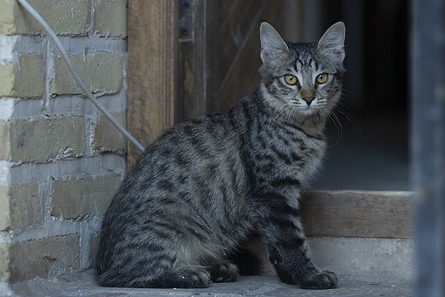 Оцикет — порода, которая очаровывает своей внешностью и покоряет сердца своим характером.