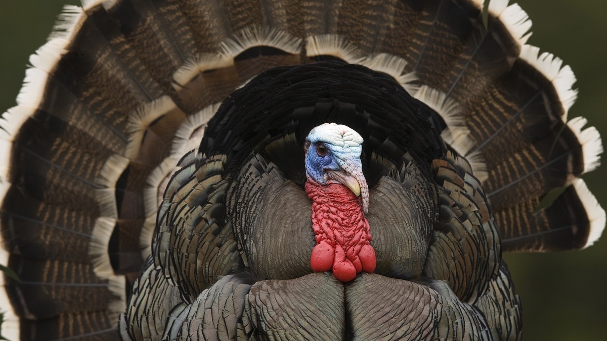 Фото с сайта: https://mcx.gov.ru/press-service/regions/v-moskve-sostoitsya-mezhdunarodnaya-konferentsiya-po-indeykovodstvu/