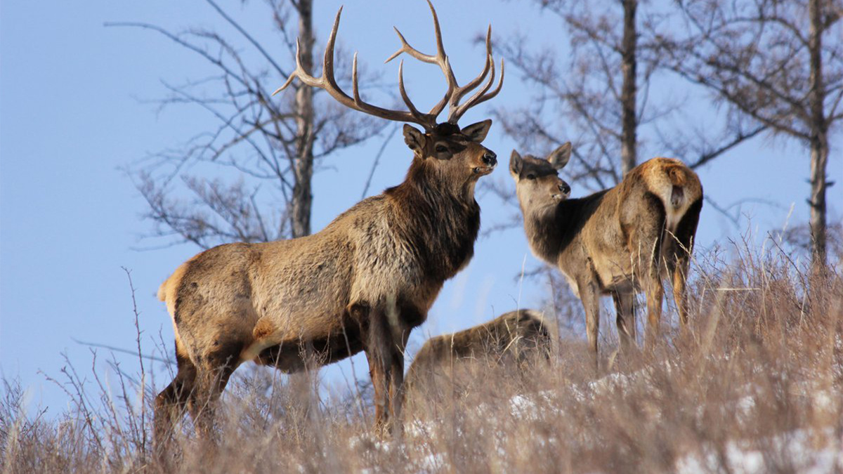 Фото с сайта: https://www.hunting-siberia.ru/news/avtomobil_lend_kruzer_prado_za_samca_izjubrja/2022-12-21-98